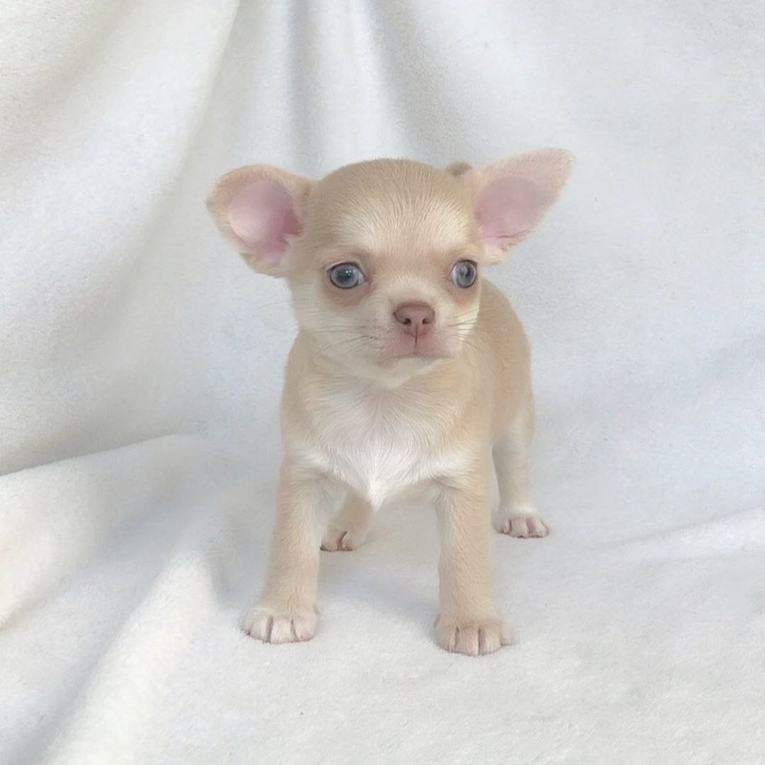 Chihuahua puppies available for Christmas and new year gift 