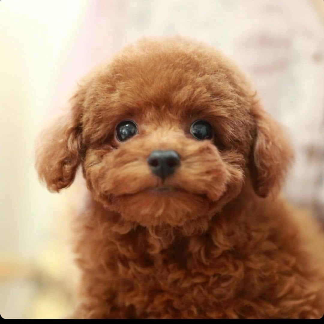 Poodle kenell adorable puppies for sell